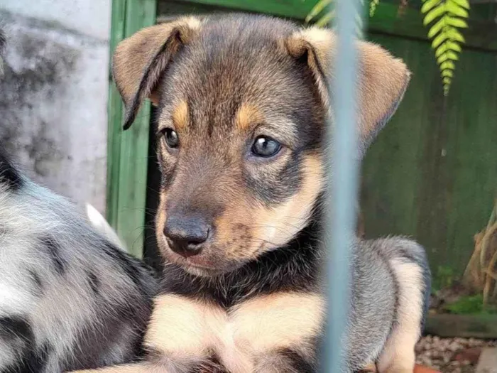 Cachorro ra a SRD-ViraLata idade Abaixo de 2 meses nome Ainda não tem nome 