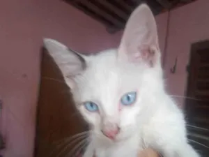 Gato raça SRD-ViraLata idade 2 a 6 meses nome Luna