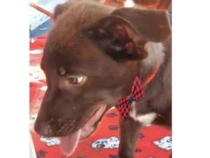 Cachorro raça Mestico  idade 2 a 6 meses nome Brownie 