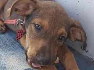 Cachorro raça Mestico idade 2 a 6 meses nome Marley 