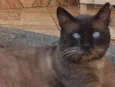 Gatão 