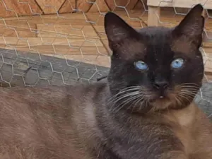 Gato raça SRD-ViraLata idade 1 ano nome Gatão 