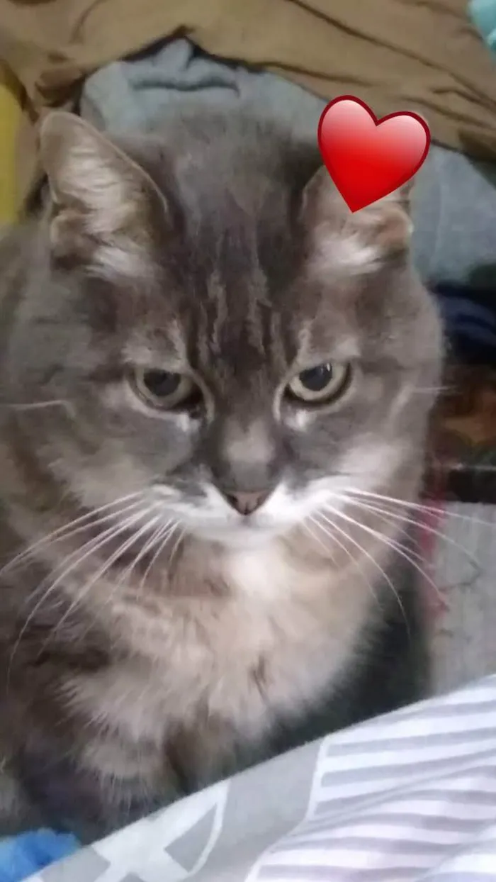 Gato ra a Angorá´ (PELUDO) idade 2 a 6 meses nome Cinza e Colorida