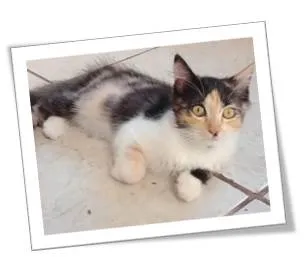 Gato ra a Angorá´ (PELUDO) idade 2 a 6 meses nome Cinza e Colorida