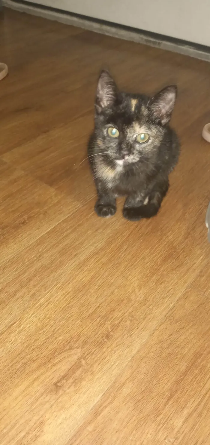 Gato raça SRD-ViraLata idade 2 a 6 meses nome Gatinha 