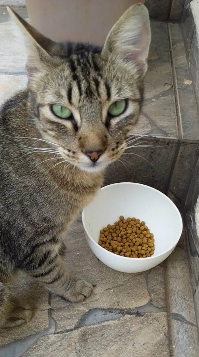 Gato raça SRD-ViraLata idade 1 ano nome Safira