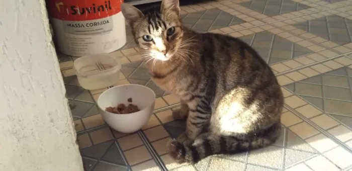 Gato raça SRD-ViraLata idade 1 ano nome Safira