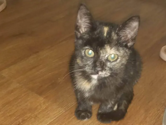 Gato raça SRD-ViraLata idade 2 a 6 meses nome Gatinha 