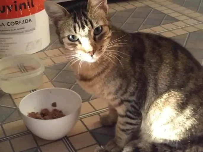 Gato raça SRD-ViraLata idade 1 ano nome Safira