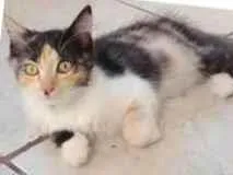 Gato raça Angorá´ (PELUDO) idade 2 a 6 meses nome Cinza e Colorida