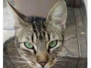 Gato raça SRD-ViraLata idade 1 ano nome Safira