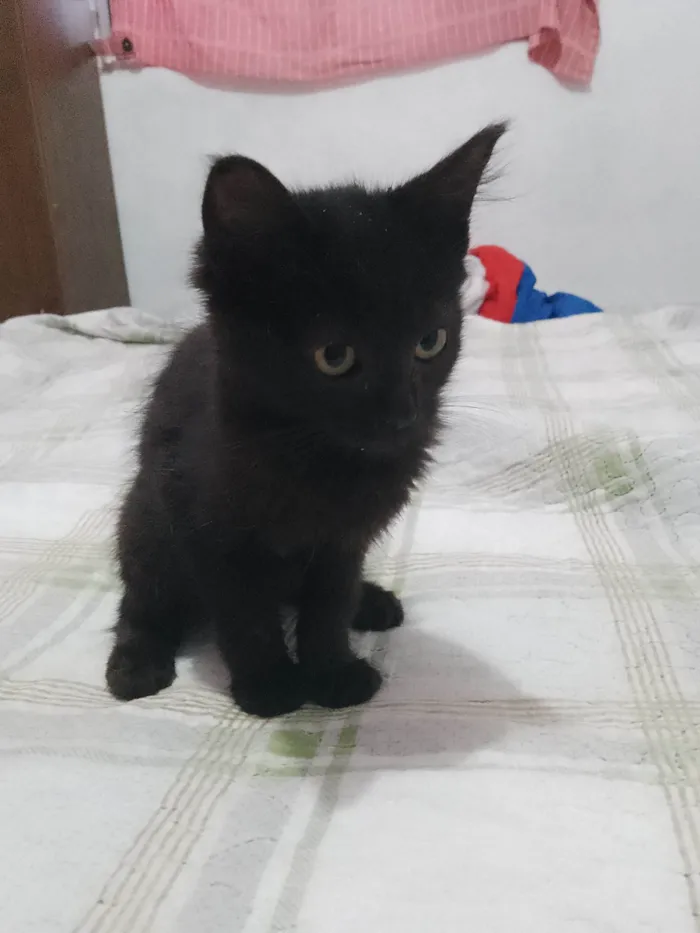 Gato ra a SRD-ViraLata idade 2 a 6 meses nome Não tem 