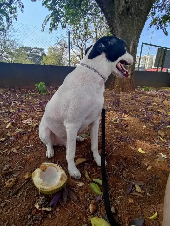 Cachorro ra a SRD-ViraLata idade 2 anos nome Billy