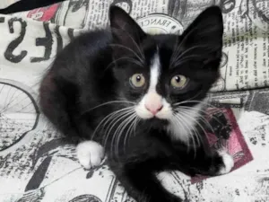 Gato raça Srd idade Abaixo de 2 meses nome Mafalda