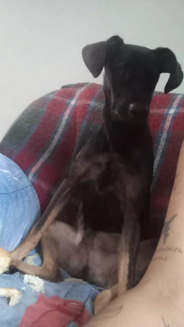 Cachorro ra a SRD-ViraLata idade 7 a 11 meses nome Jojo