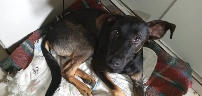 Cachorro ra a SRD-ViraLata idade 7 a 11 meses nome Jojo