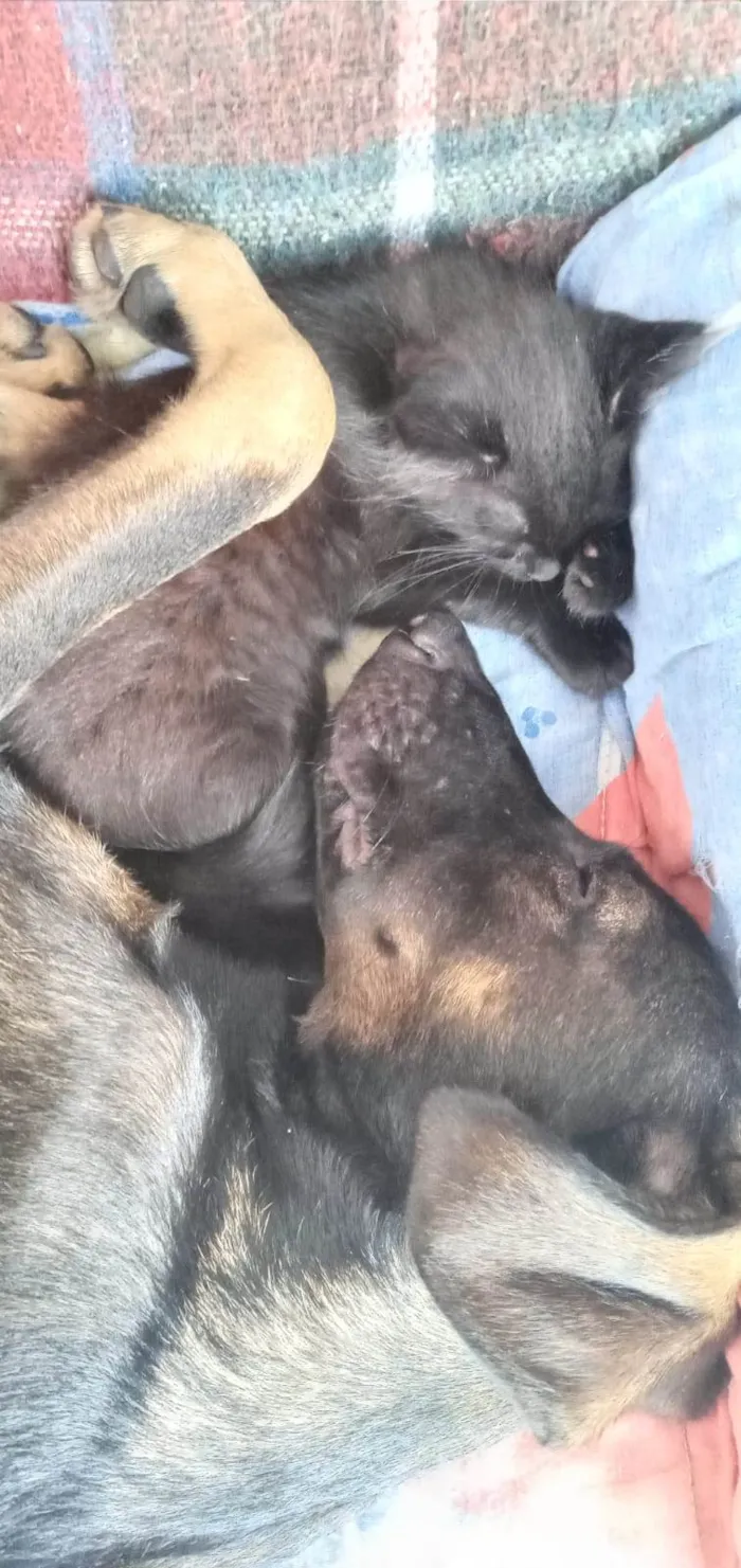 Cachorro ra a SRD-ViraLata idade 7 a 11 meses nome Jojo