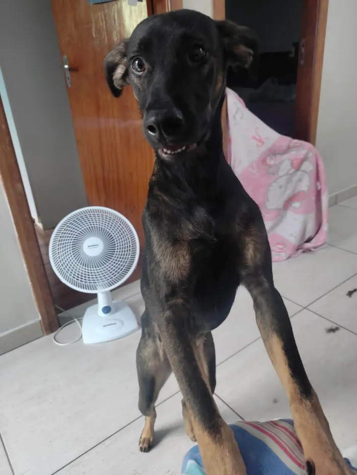 Cachorro ra a SRD-ViraLata idade 7 a 11 meses nome Jojo