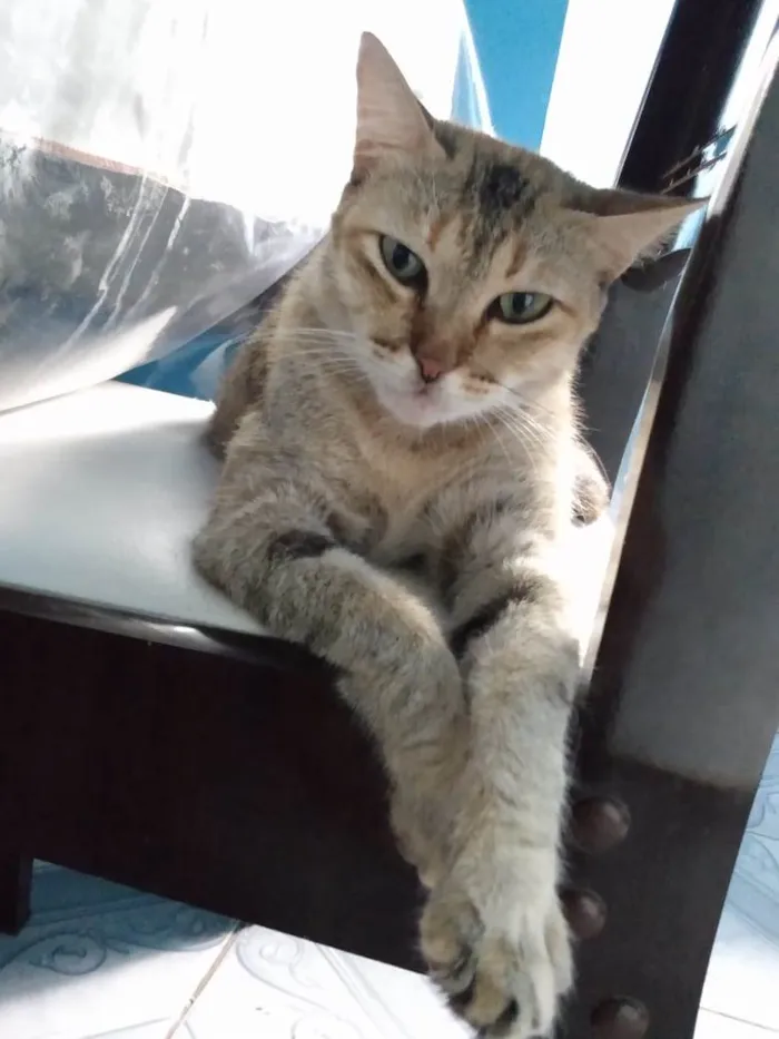 Gato raça SRD-ViraLata idade 2 anos nome Finzel 
