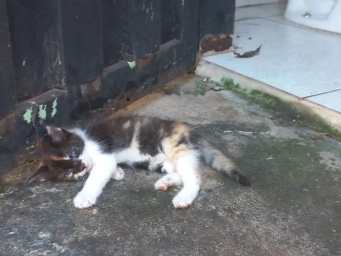 Gato ra a Desconhecida idade Abaixo de 2 meses nome Mel