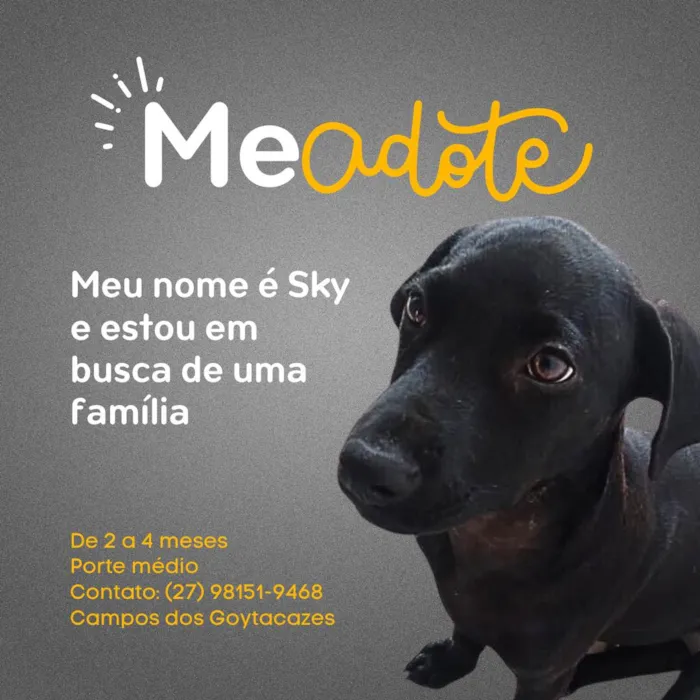 Cachorro ra a SRD-ViraLata idade 2 a 6 meses nome Sky