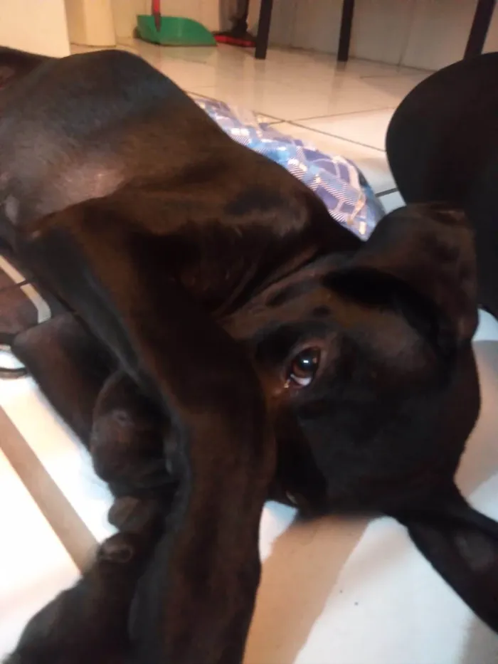 Cachorro ra a SRD-ViraLata idade 2 a 6 meses nome Sky