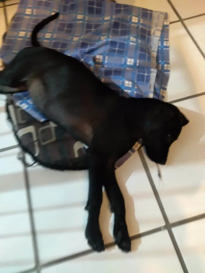 Cachorro ra a SRD-ViraLata idade 2 a 6 meses nome Sky