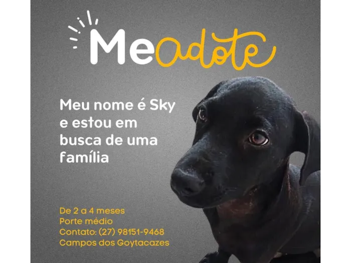 Cachorro ra a SRD-ViraLata idade 2 a 6 meses nome Sky