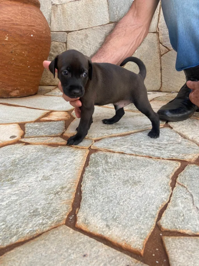 Cachorro ra a SRD-ViraLata idade Abaixo de 2 meses nome Filhotes sem nome