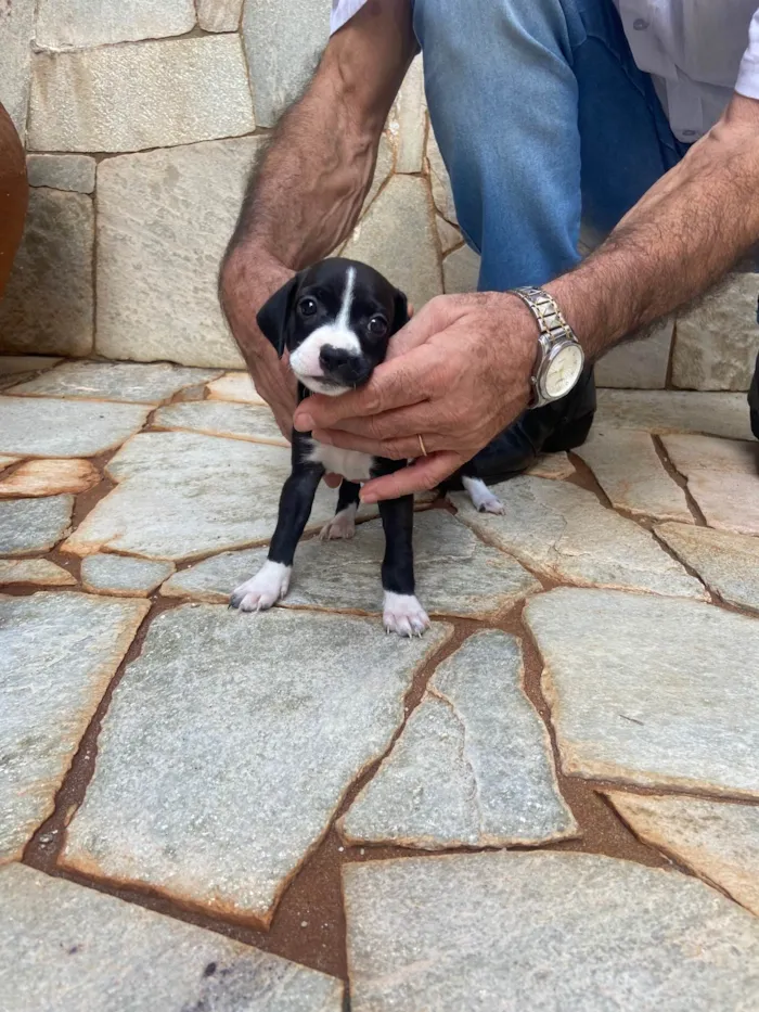 Cachorro ra a SRD-ViraLata idade Abaixo de 2 meses nome Filhotes sem nome