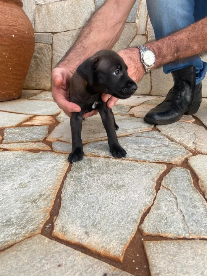 Cachorro ra a SRD-ViraLata idade Abaixo de 2 meses nome Filhotes sem nome