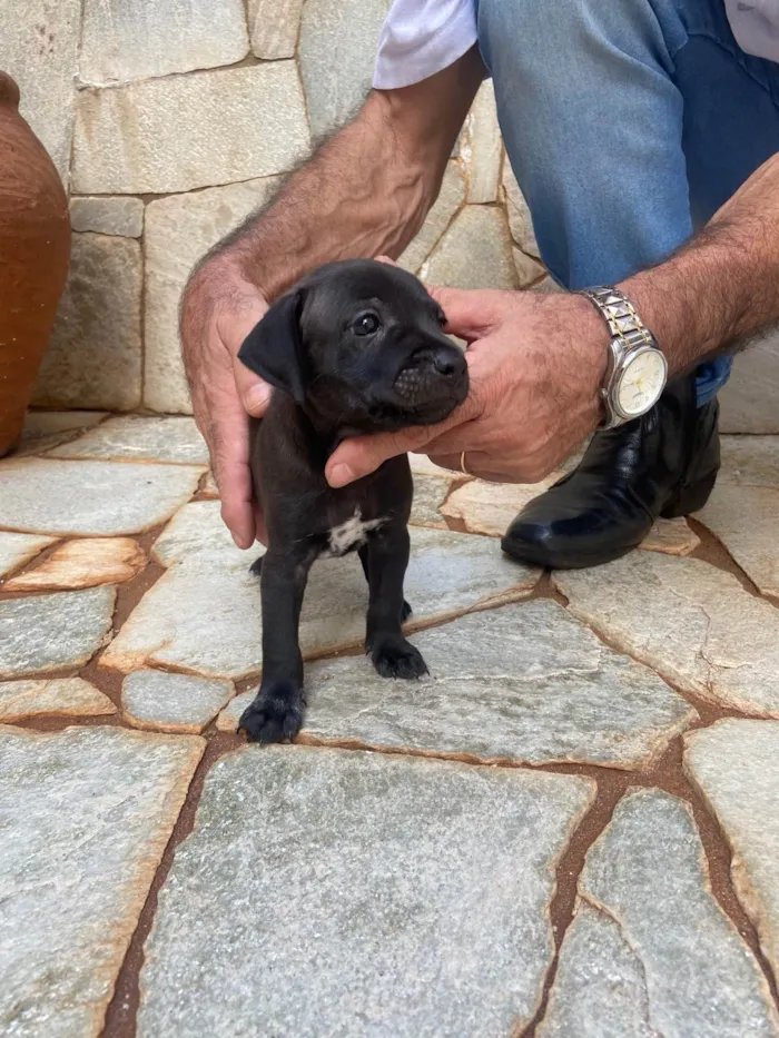 Cachorro ra a SRD-ViraLata idade Abaixo de 2 meses nome Filhotes sem nome