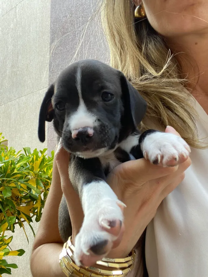 Cachorro ra a SRD-ViraLata idade Abaixo de 2 meses nome Filhotes sem nome