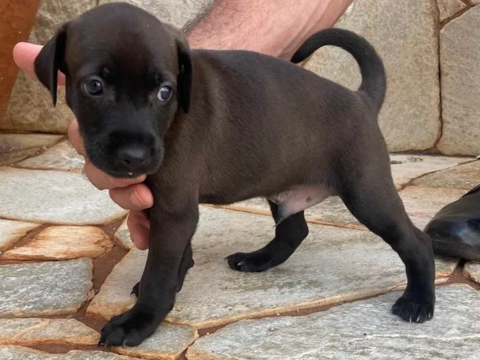 Cachorro ra a SRD-ViraLata idade Abaixo de 2 meses nome Filhotes sem nome