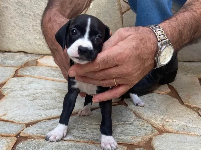 Cachorro ra a SRD-ViraLata idade Abaixo de 2 meses nome Filhotes sem nome