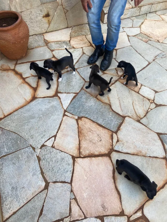 Cachorro ra a SRD-ViraLata idade Abaixo de 2 meses nome Filhotes sem nome