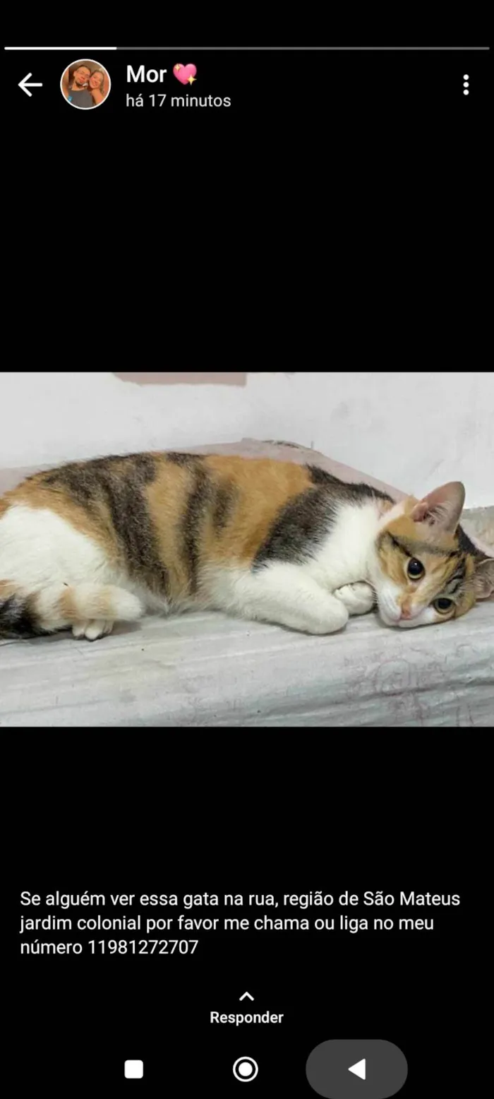 Gato raça SRD-ViraLata idade 1 ano nome TRIXIE