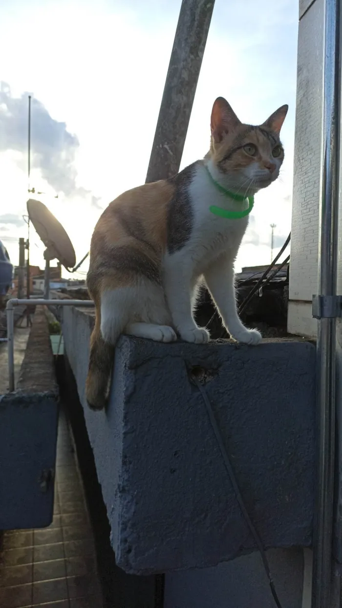 Gato raça SRD-ViraLata idade 1 ano nome TRIXIE