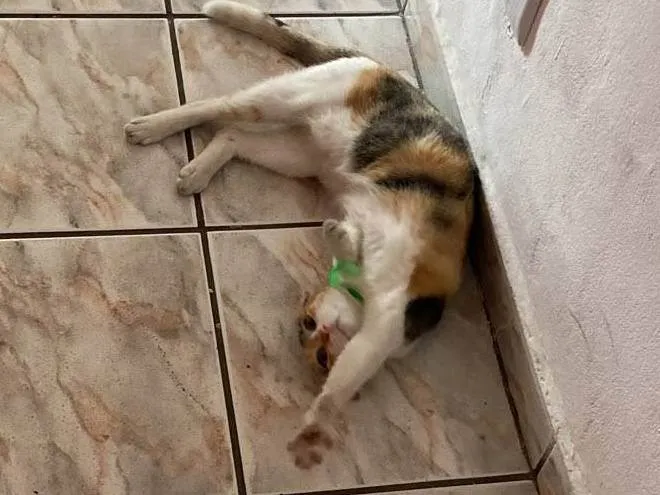 Gato raça SRD-ViraLata idade 1 ano nome TRIXIE