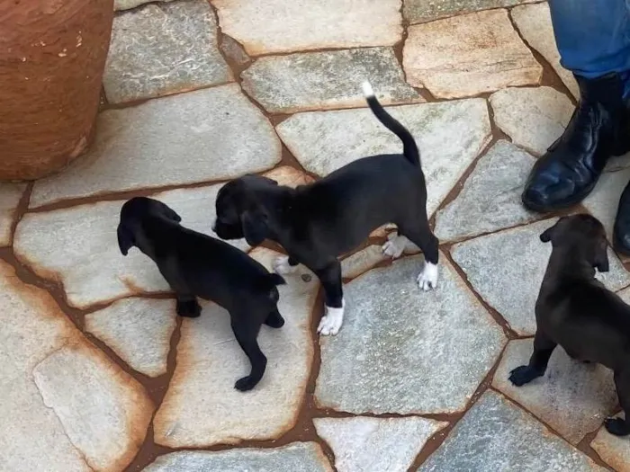 Cachorro ra a SRD-ViraLata idade Abaixo de 2 meses nome Filhotes sem nome