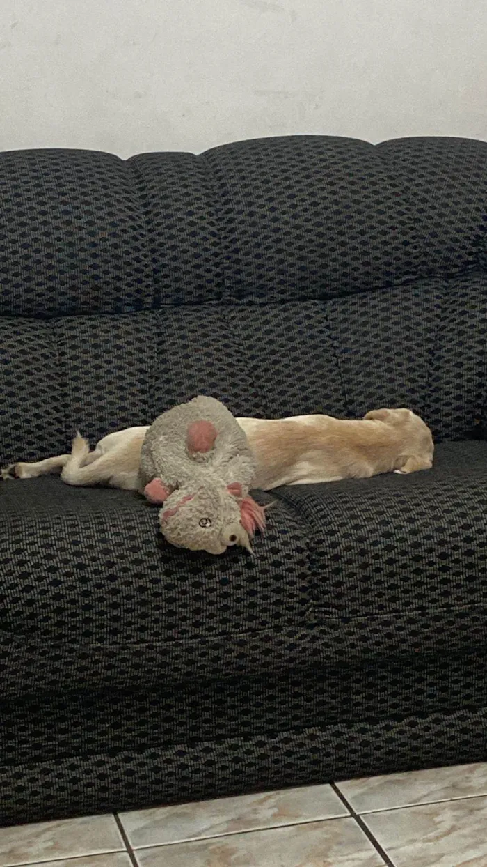 Cachorro raça SRD-ViraLata idade 7 a 11 meses nome Kiara 