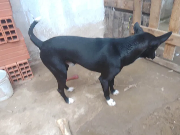 Cachorro ra a Vira Lata  idade 5 anos nome Pretinho 