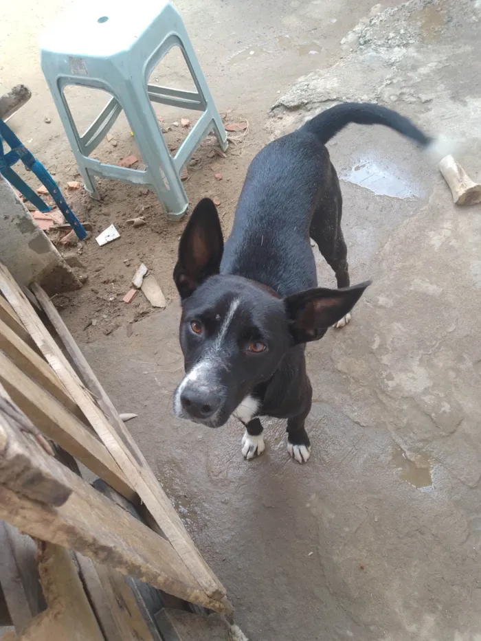 Cachorro ra a Vira Lata  idade 5 anos nome Pretinho 