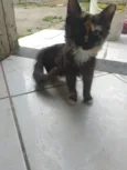 Jojo ,macaca ,teinha