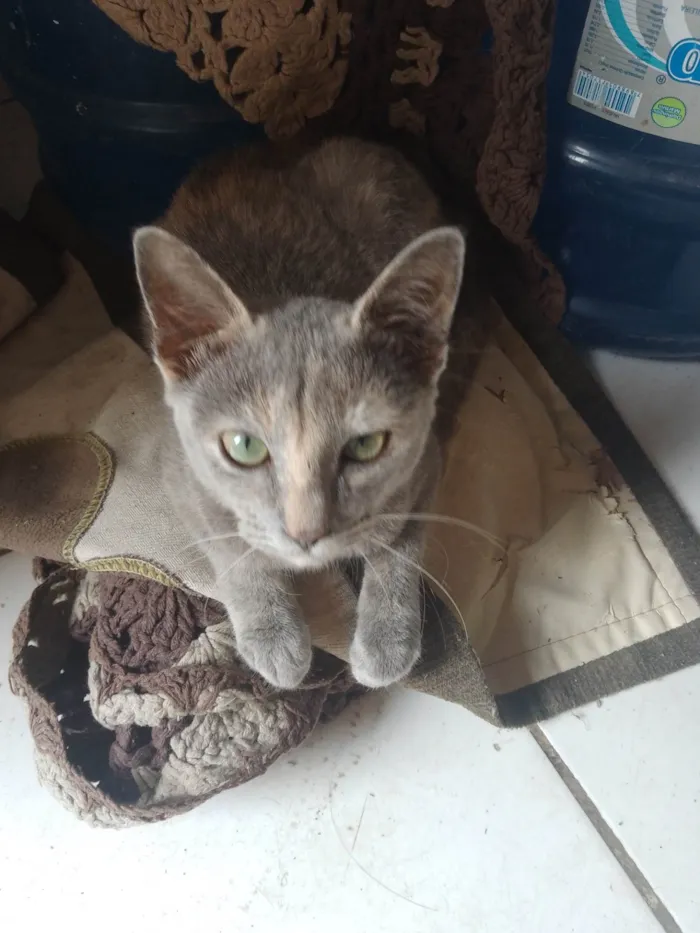 Gato ra a Persa com vira lata  idade 2 a 6 meses nome Jojo ,macaca ,teinha 