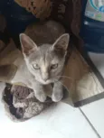 Jojo ,macaca ,teinha