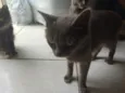 Jojo ,macaca ,teinha