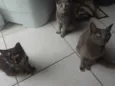 Jojo ,macaca ,teinha