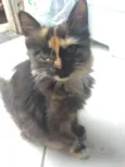 Jojo ,macaca ,teinha