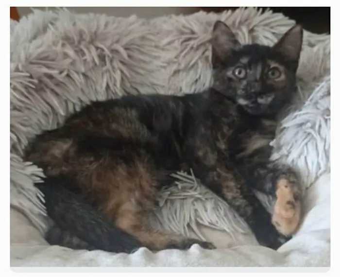 Gato ra a srd escaminha  idade 2 a 6 meses nome CACAUZINHA